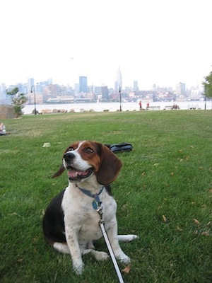 Bailey in front of NYC skyline